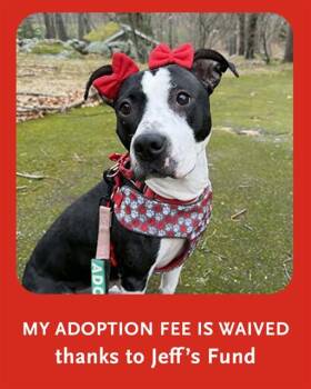 Staffordshire Bull Terrier and Mixed Breed Dogs Available for Adoption in Dedham, Massachusetts - STARLET | PetCurious