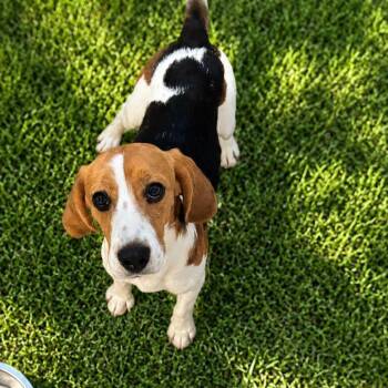 Beagle Dogs Available for Adoption in Boca Raton, Florida - Houdini 6862 | PetCurious