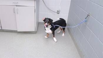 QUINCY -  Basset Hound and Beagle Dog for Adoption in Omaha, Nebraska - QUINCY | PetCurious