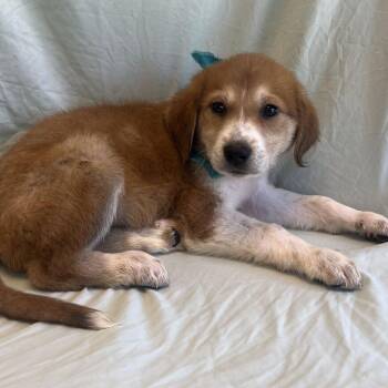 Starfire -  Mixed Breed Dog for Adoption in Canal Winchester, Ohio - Starfire | PetCurious