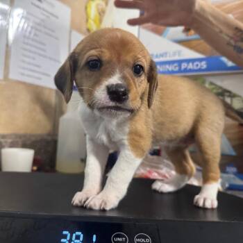 Bashful -  Basset Hound and Mixed Breed Dog for Adoption in Eureka Springs, Arkansas - Bashful | PetCurious