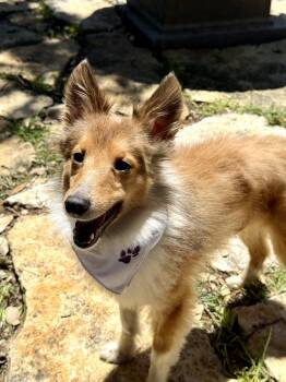Shetland Sheepdog Sheltie Dogs Available for Adoption in Lockhart, Texas - Bruce The Broken Sheltie | PetCurious