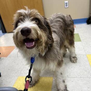 Maui -  Australian Shepherd Dog for Adoption in Sioux City, Iowa - Maui | PetCurious
