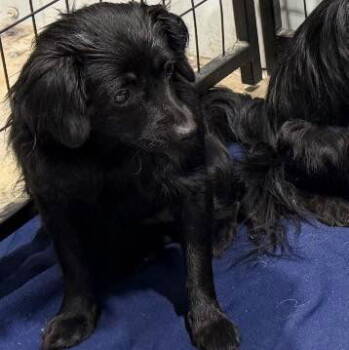 Rescue Yorkshire Terrier and Terrier Dogs for Adoption in Grand Bay, Alabama - Pickles | PetCurious