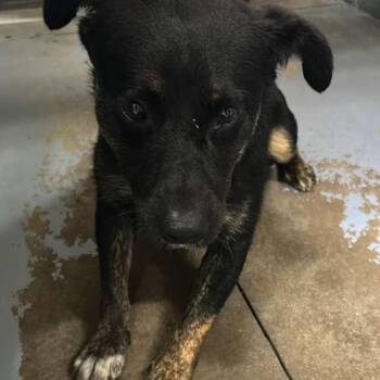 Mixed Breed Dogs Available for Adoption in Gadsden, Alabama - Wonji | PetCurious
