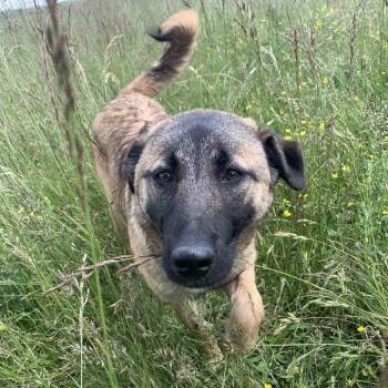 Shepherd and Mixed Breed Dogs Available for Adoption - Layla | PetCurious