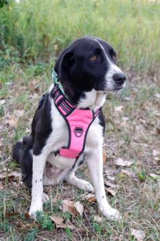 Amelia -  Great Pyrenees and Mixed Breed Dog for Adoption in Savage, Minnesota - Amelia | PetCurious