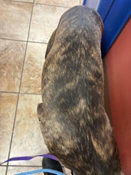 Bane -  Mixed Breed Dog for Adoption in Cincinnati, Ohio - Bane | PetCurious