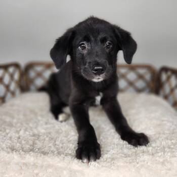 Dial -  Black Labrador Retriever Dog for Adoption in Fort Wayne, Indiana - Dial | PetCurious