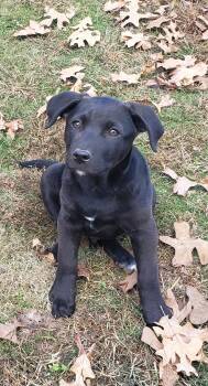 Rescue Mixed Breed Dogs for Adoption in Pembroke, Massachusetts - Black Knight | PetCurious