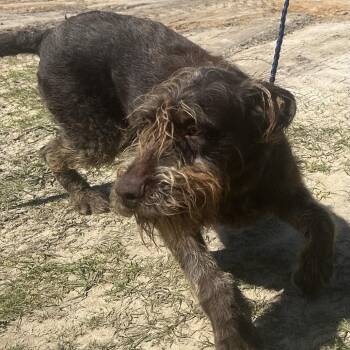 Standard Schnauzer and Standard Poodle Dogs Available for Adoption in Loxahatchee Groves, Florida - BARKESE | PetCurious