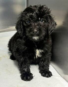 Poodle Dogs Available for Adoption in Newport, Tennessee - Above The Law | PetCurious