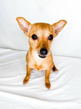 Enchilada -  Pomeranian and Chihuahua Dog for Adoption in Bixby, Oklahoma - Enchilada | PetCurious