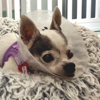 Prithee 14493 -  Chihuahua Dog for Adoption in San Francisco, California - Prithee 14493 | PetCurious