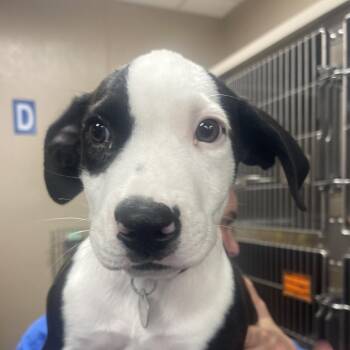 TX4065 Riley -  Mixed Breed Dog for Adoption in Port Washington, New York - TX4065 Riley | PetCurious
