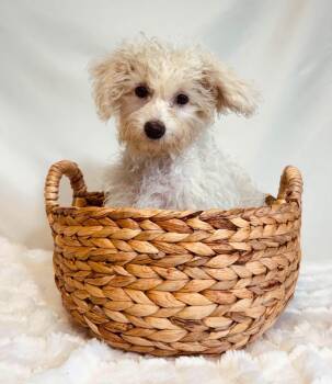 Crunch -  Cavachon Dog for Adoption in New Stanton, Pennsylvania - Crunch | PetCurious