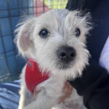 Terrier and Jack Russell Terrier Dogs Available for Adoption - Aspen | PetCurious