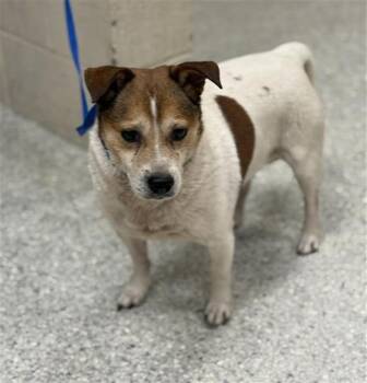 Rat Terrier and Mixed Breed Dogs Available for Adoption in Conroe, Texas - MASON | PetCurious
