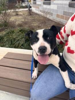 Starla -  Mixed Breed Dog for Adoption in Atlanta, Georgia - Starla | PetCurious