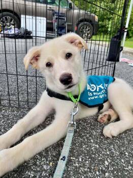 Harrier -  Mixed Breed Dog for Adoption in Milton, Delaware - Harrier | PetCurious