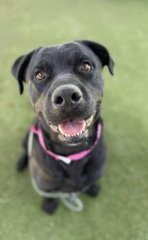 Rescue Rottweiler and Black Labrador Retriever Dogs for Adoption in Salt Lake City, Utah - Violet | PetCurious