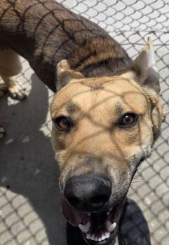 German Shepherd Dog Dogs Available for Adoption in Edgewood, New Mexico - Biscoff | PetCurious