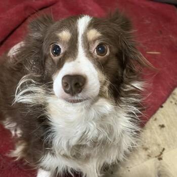 Bella & Bailey -  Australian Shepherd Dog for Adoption - Bella & Bailey | PetCurious