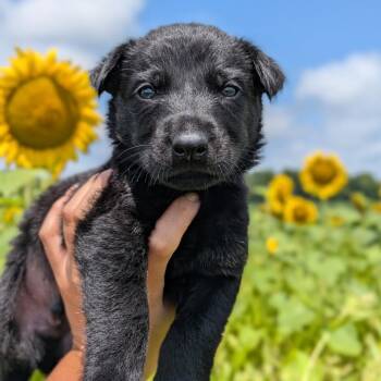 Maverick -  German Shepherd Dog and Labrador Retriever Dog for Adoption in Spring Hill, Tennessee - Maverick | PetCurious