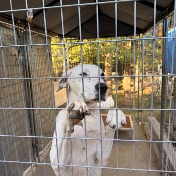 Oakley -  Mixed Breed Dog for Adoption in Columbus, North Carolina - Oakley | PetCurious