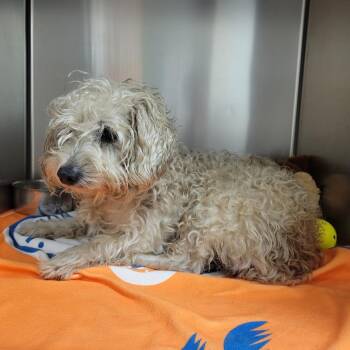 Boston -  Poodle Dog for Adoption in Westminster, California - Boston | PetCurious