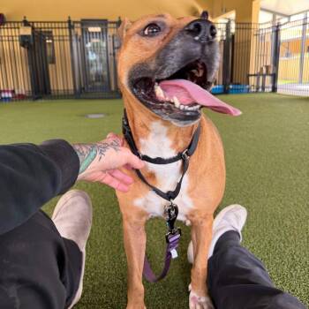 Mixed Breed Dogs Available for Adoption - Hope | PetCurious