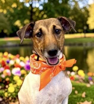 Jill -  Fox Terrier Dog for Adoption in Perry, Iowa - Jill | PetCurious