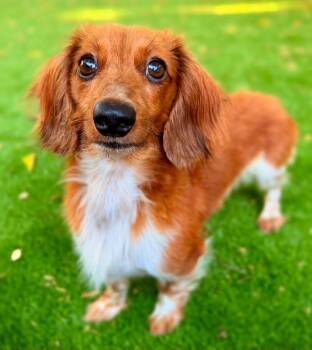 Bubba-COMING SOON -  Dachshund Dog for Adoption in Hazelwood, Missouri - Bubba-COMING SOON | PetCurious