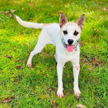 Toaster -  Akita Dog for Adoption in Klein, Texas - Toaster | PetCurious