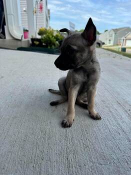 Chihuahua Dogs Available for Adoption in Holbrook, New York - FAIRY | PetCurious
