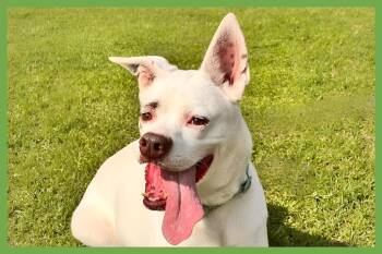 Boxer and Labrador Retriever Dogs Available for Adoption in Amherst, Massachusetts - Boots | PetCurious