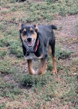 Sprout -  Australian Cattle Dog Blue Heeler Dog for Adoption in Parker, Colorado - Sprout | PetCurious