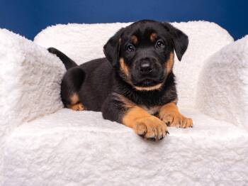 Mastiff and Wirehaired Pointing Griffon Dogs Available for Adoption in Palo Alto, California - Myth: Chupacabra | PetCurious