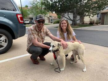 Labrador Retriever and Siberian Husky Dogs Available for Adoption in Littleton, Colorado - Venus | PetCurious