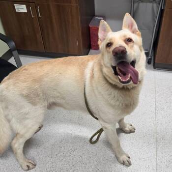 Ivan -  German Shepherd Dog and Mixed Breed Dog for Adoption in Binghamton, New York - Ivan | PetCurious