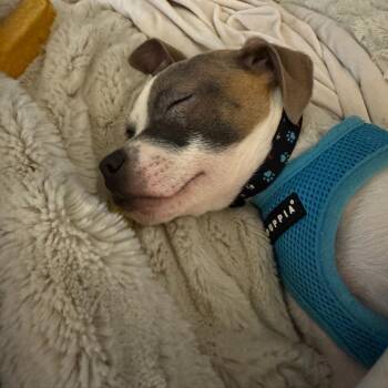 Yorkshire Terrier and Pit Bull Terrier Dogs Available for Adoption in Minnetonka, Minnesota - Ari D68605 | PetCurious