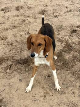 Treeing Walker Coonhound Dogs Available for Adoption in Big Rapids, Michigan - Effie | PetCurious