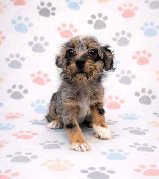 Corgi Dogs Available for Adoption - Bella | PetCurious