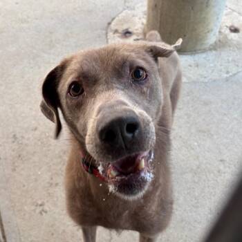 Henry -  Mixed Breed Dog for Adoption in Kennebunk, Maine - Henry | PetCurious