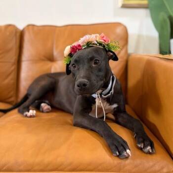 Pit Bull Terrier and American Staffordshire Terrier Dogs Available for Adoption in Friendswood, Texas - Coachella Confetti Stargirl | PetCurious