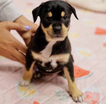 Addy -  Terrier Dog for Adoption in Pasadena, California - Addy | PetCurious