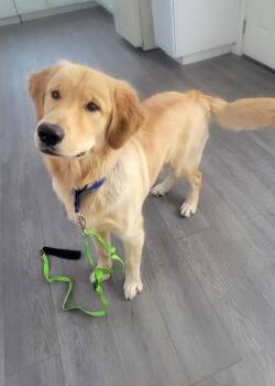 Golden Retriever Dogs Available for Adoption in Glendale, Arizona - Samson | PetCurious
