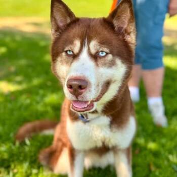 Bombas (C000-207) - Chino Hills Location -  Siberian Husky Dog for Adoption in Chino Hills, California - Bombas (C000-207) - Chino Hills Location | PetCurious