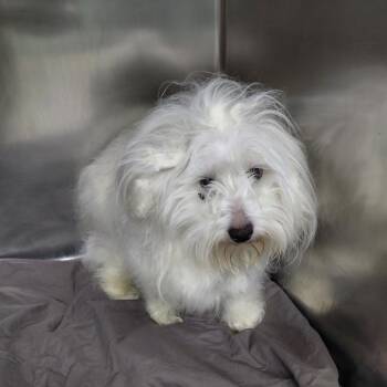 Alfredo -  Maltese Dog for Adoption in Philadelphia, Pennsylvania - Alfredo | PetCurious