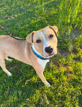 Rescue Pit Bull Terrier Dogs for Adoption in Evansville, Indiana - Bentley | PetCurious